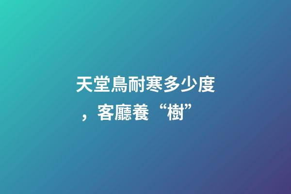 天堂鳥耐寒多少度，客廳養“樹”-第1張-觀點-玄機派